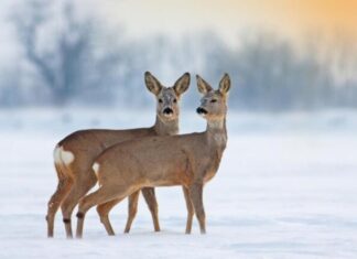 В Пензенской области за сутки под колесами машин оказались три косули и лось