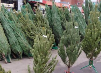 Пензенцы могут присоединиться к акции по утилизации елок