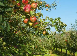 В Пензенской области продолжат закладку яблоневых садов