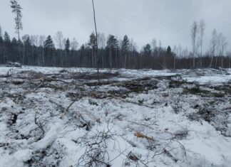 За неделю пензенцы четыре раза нарушили лесное законодательство