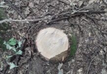 В Пензенском районе вырубили дубы на 2,6 миллиона рублей