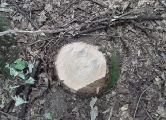 В Пензенском районе вырубили дубы на 2,6 миллиона рублей