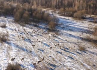 В Пензенской области почти 3 тыс. гектаров выделили для диких животных