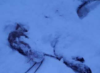 В Шемышейском районе группа браконьеров убила самку лося