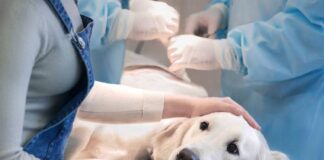 Пензенцам рассказали, как бесплатно стерилизовать своих собак