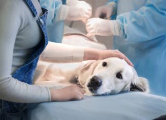 Пензенцам рассказали, как бесплатно стерилизовать своих собак