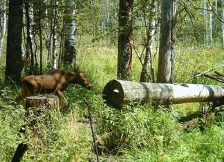 В пензенских заказниках приступили к заготовке соли для животных