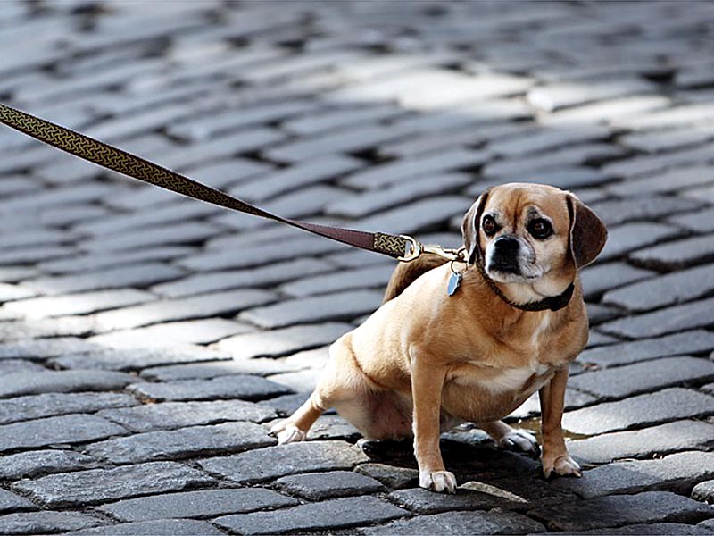 Мер животные. Les images des un chien с подписью.