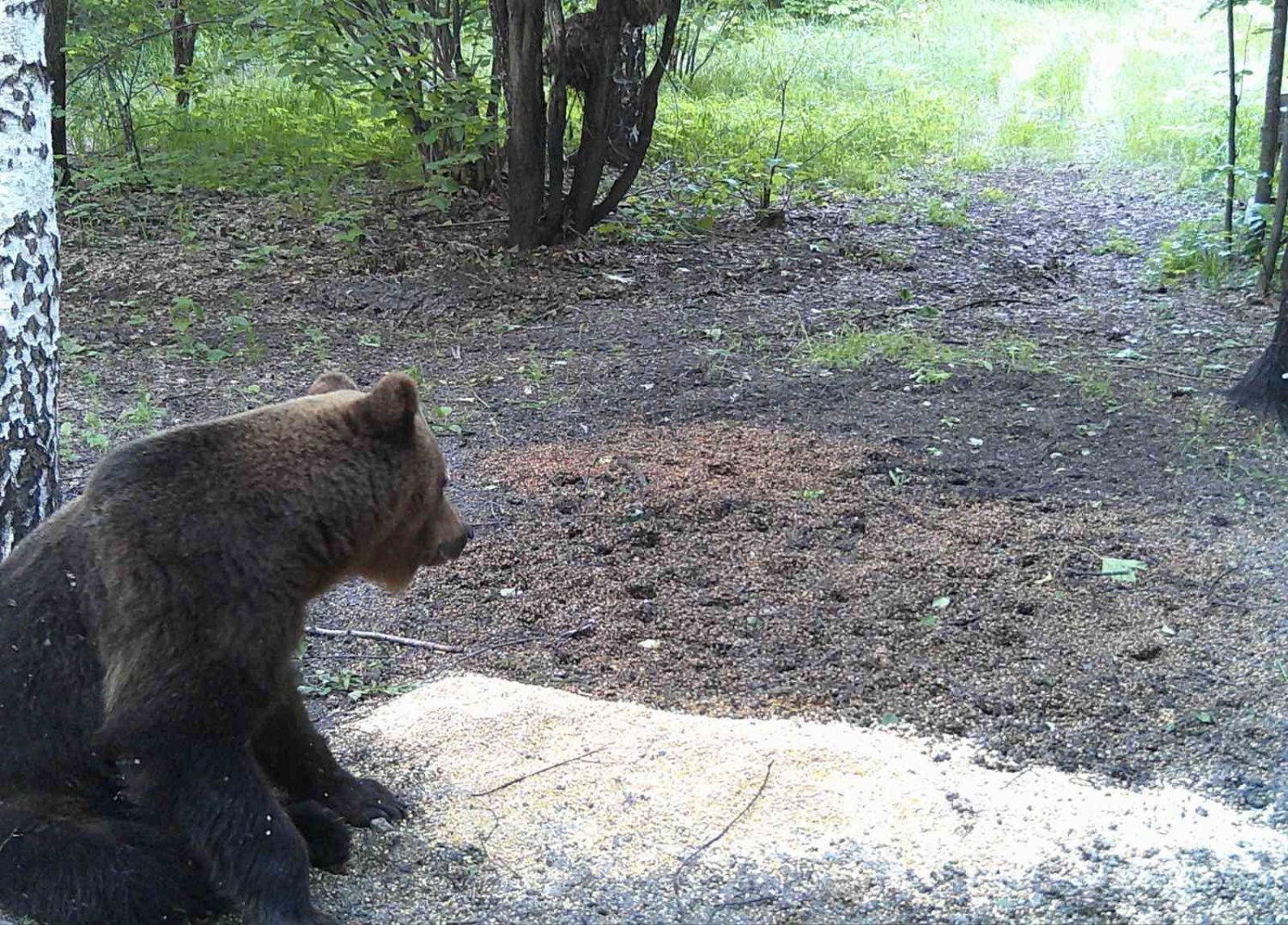 Бурый медведь в Пензенской области