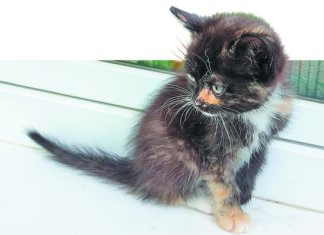 Выброшенный котенок может обойтись в копеечку