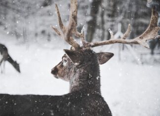 Пришла зима — ждите гостей
