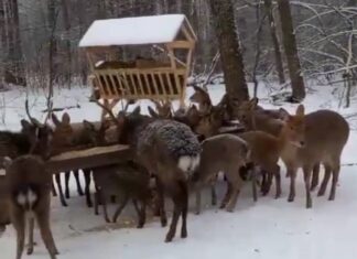 В Городищенском районе обнаружили стадо пятнистых оленей