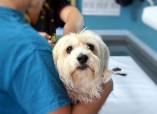 Не ждите беды — привейте животных от бешенства!