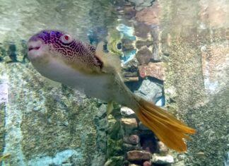Тетраодон — рыба, способная превращаться в шар