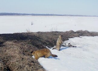 Просыпайся, сурок, весна на носу!