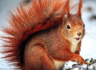 Как зимуют пензенские белки