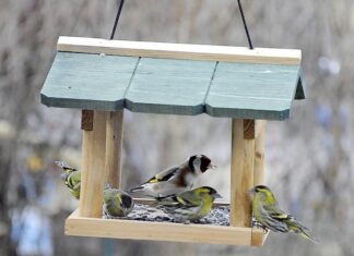 На кормушки стало слетаться меньше пернатых гостей