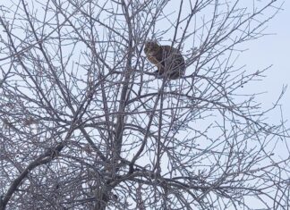Нужно ли снимать кота с дерева