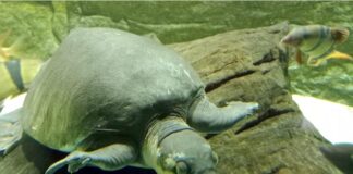 Свиноносая черепаха — милашка с пятачком