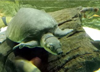 Свиноносая черепаха — милашка с пятачком