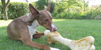 Собака, которая умеет краснеть