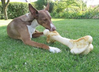 Собака, которая умеет краснеть