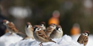 Отважное сердце в скромном обличье