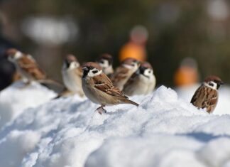 Отважное сердце в скромном обличье