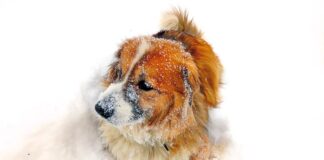 Почему собака раскапывает мордой снег