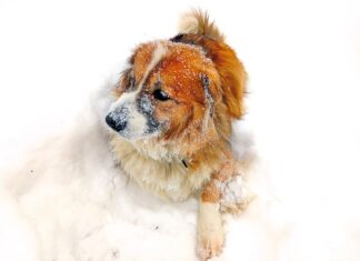 Почему собака раскапывает мордой снег