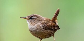 Крапивник поет — весну зовет!