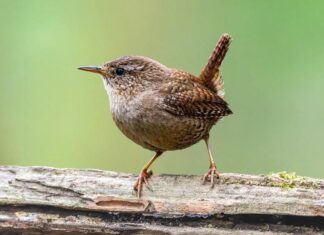 Крапивник поет — весну зовет!
