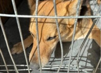 История Вольта: как домашний пес оказался в приюте