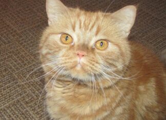 Почему у котов змеиные зрачки, а у козы безумный взгляд