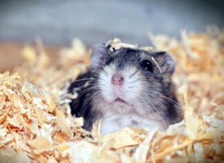 Непревзойденные мастера побегов