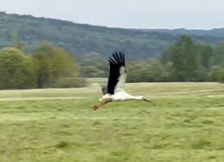 Аист на крыше — мир на земле