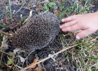 Почему не надо трогать ежиков