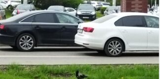 Как отбиться от атакующих ворон