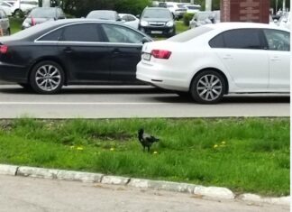 Как отбиться от атакующих ворон