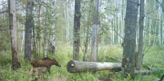 Что делать с лосенком в лесной чаще