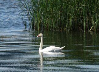 Лебединые стаи над нами летят