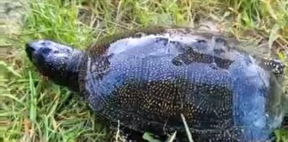 Не уносите домой болотных черепах!