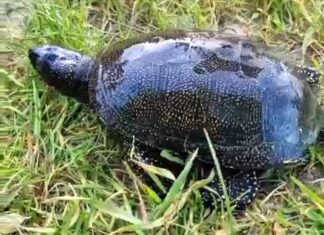 Не уносите домой болотных черепах!