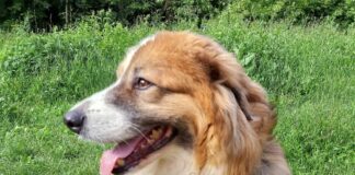 2 июля скажите своей собаке, как вы ее любите