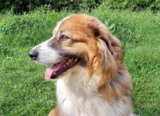 2 июля скажите своей собаке, как вы ее любите