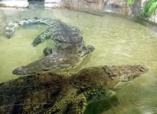 И у крокодилов есть свой праздник