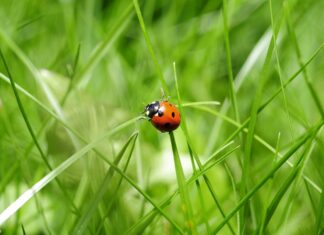 Божья коровка, улети на небо!