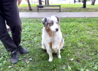 Аусси — настоящая пастушья собака!