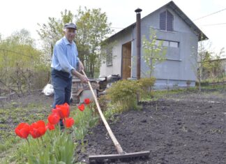 Какой урожай получили пензенские дачники