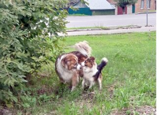 Может ли быть фенотип у дворняги